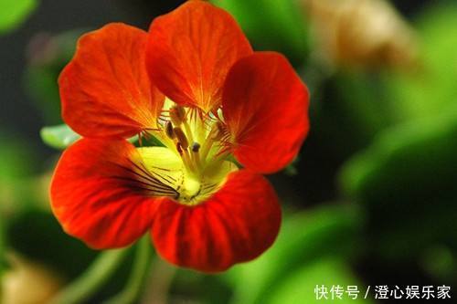 养花|3种花“不怕旱”,浇水不用愁,1月浇1次,开花照样“旺又多”