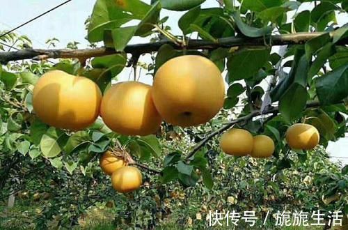 南瓜|女性到了中年,常吃3种食物,袪皱淡斑,排毒养颜,保养子宫