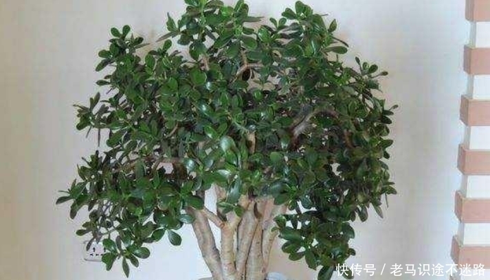 玉树开花很难吗?做好4个“小细节”,轻松养成老桩,年年开花!