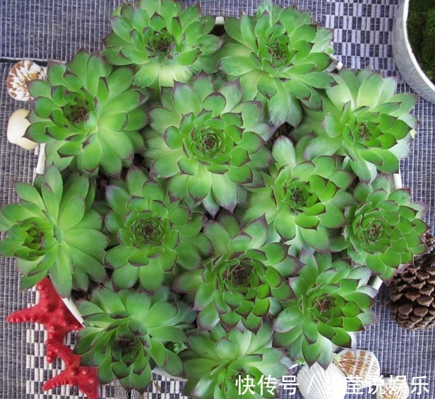 叶片|养“观音莲”,学会如此进行分株,不花钱还可以再添几盆新盆栽