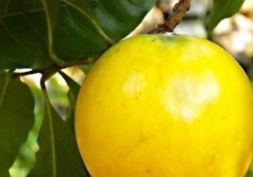 此物|天然的“补血果”是此物,女性多吃,排出毒素,预防妇科疾病