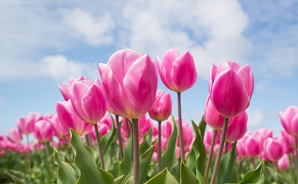 花姿|此花有着丰富的花色，有着优雅的花姿，代表的是高贵和善良
