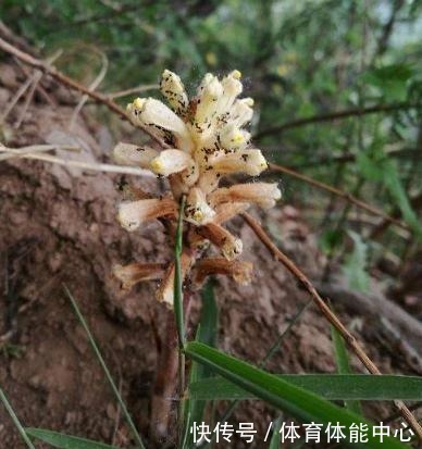 山沟1种“不老草”，爱长蒿草边，祸害农田惹人嫌，谁知是贵草药！