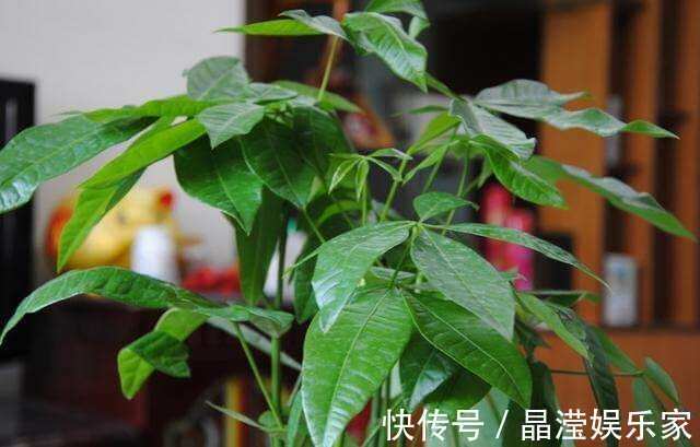 散尾葵|不会养花就试试这几朵花,既好看又好养活,开花更是好看