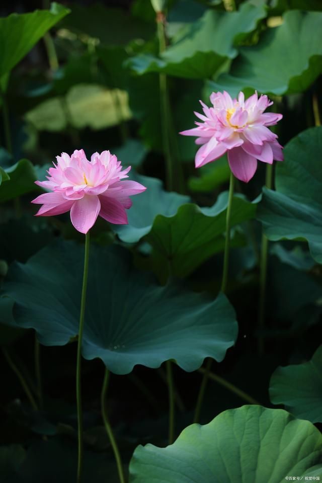 荷珠#21首荷花詩(shī)詞綠染荷塘香染蓮,甘霖潤(rùn)澤碧波鮮