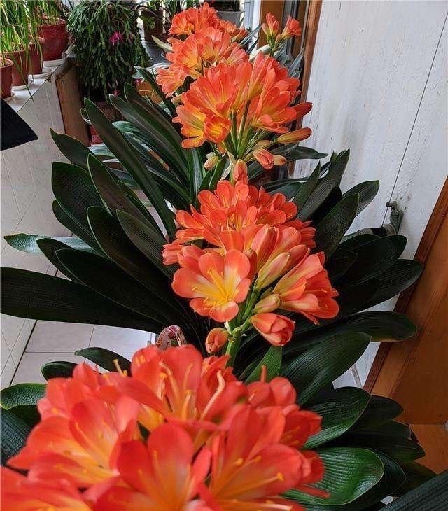 事情|君子兰做好这3件“小事情”,不怕没花赏,叶肥厚油亮数量多