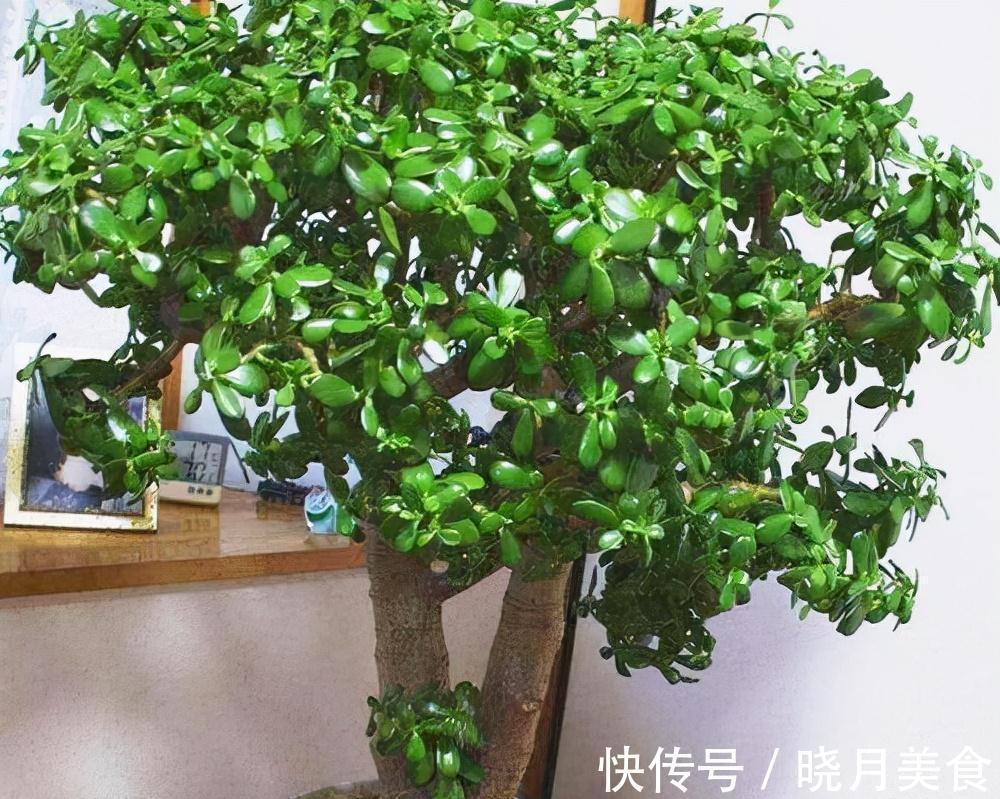 7种大型花,建议在客厅养一盆,吸废气制氧气,还有旺家的好寓意