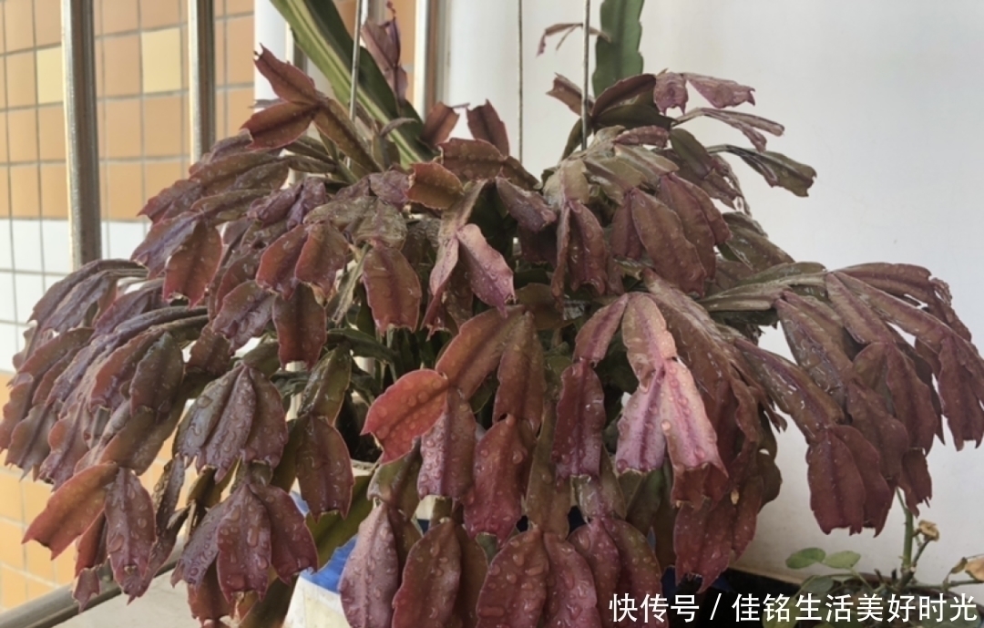 天竺葵|8种花夏天太容易死,现在赶紧扦插,死了也不心疼