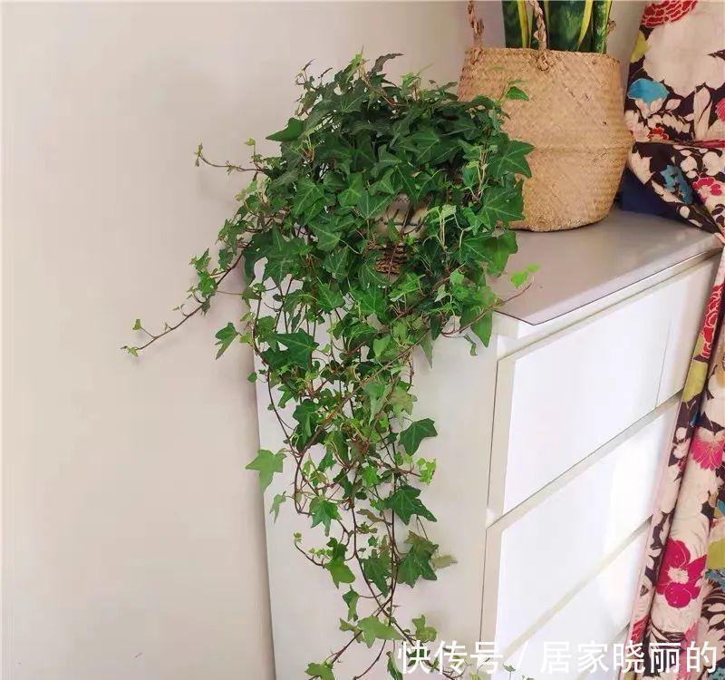 公认的“十种健康花”,建议至少养一盆,净化空气一级棒