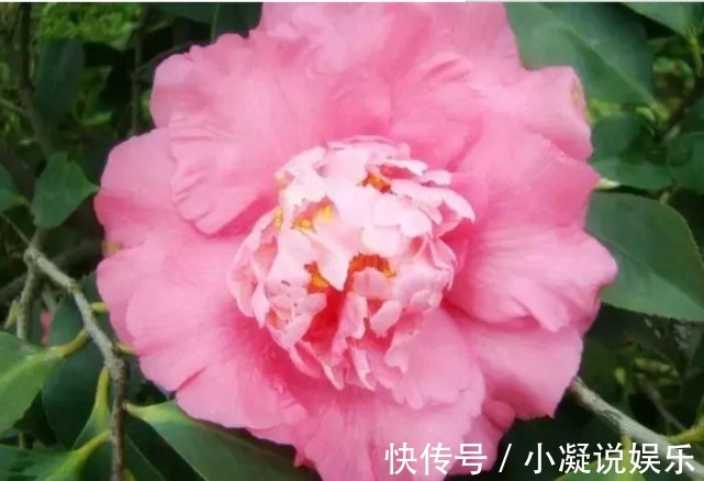 茶花|1种花，比牡丹还美，比绿萝还好养，棵棵开满枝头！