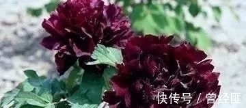 盘点:20种世界上最黑的花,黑的美,黑的妙,黑的呱呱叫
