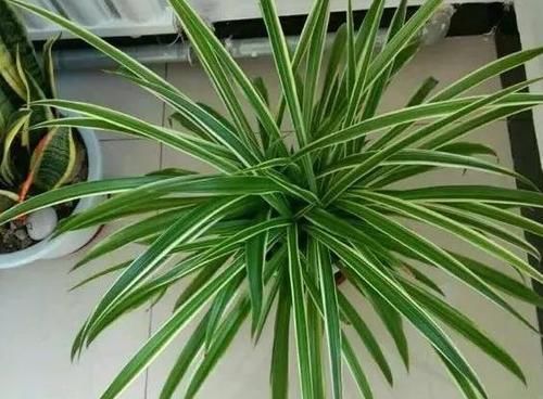 这2样植物就是“天生的水桶”,越浇水枝叶长得越旺盛!