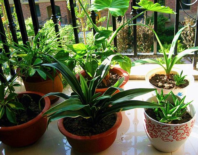 盆栽|夏季花卉叶黄，容易枯萎怎么办？掌握养花3种秘诀，花朵开的更旺