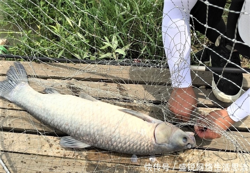 谨记|夏天野钓谨记这几点,新手变高手,原来钓鱼也有套路