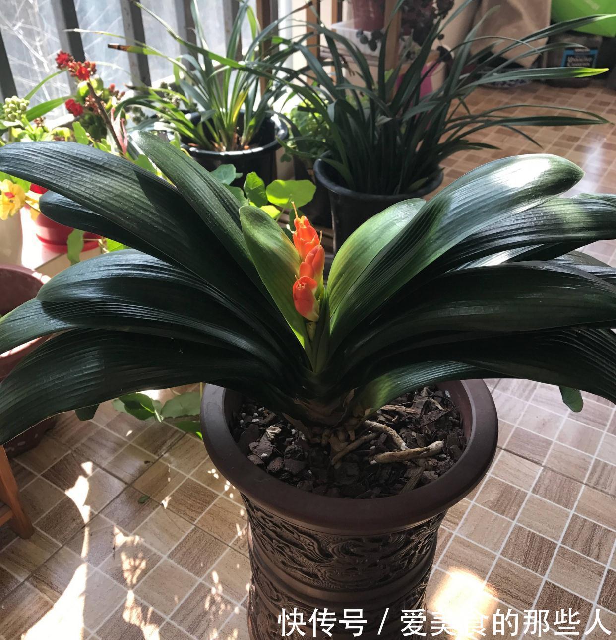 养花土里，必须加3种料，不板结不积水不烂根，花草疯长很旺盛