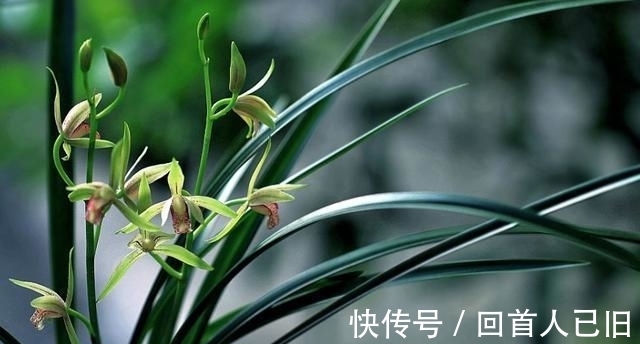 豆饼|新手养兰花，这种肥最好别用，很容易“烧苗”