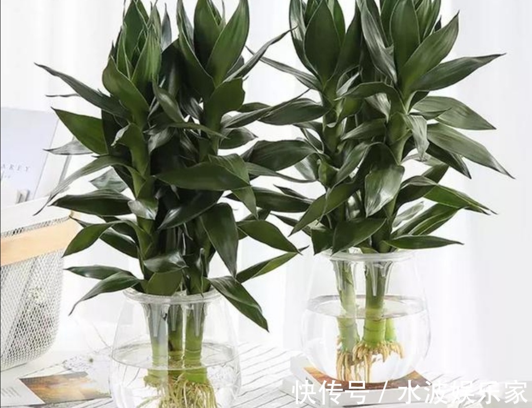 浇水|6种“招财树”,摆放在客厅漂亮大方,寓意美好