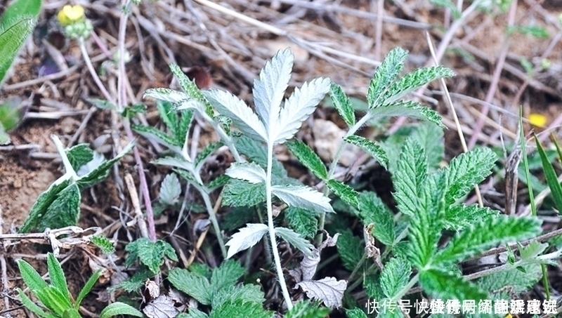 人参|根似人参却不是“参”,长在农村过去常忽视,如今20元一斤