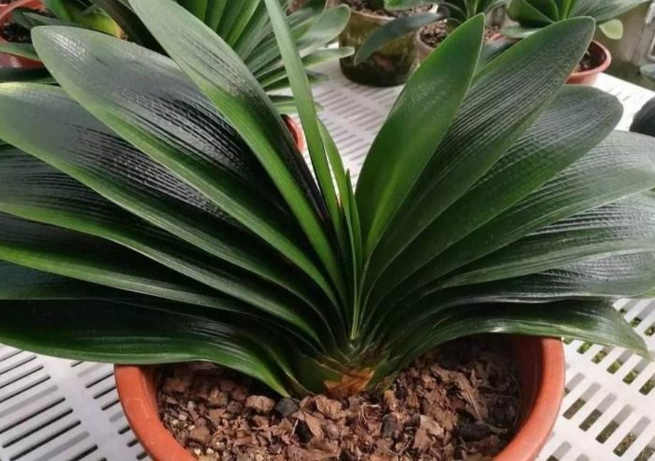 君子兰|君子兰天热要休眠,状态越来越差?坚持2不要,安全度夏