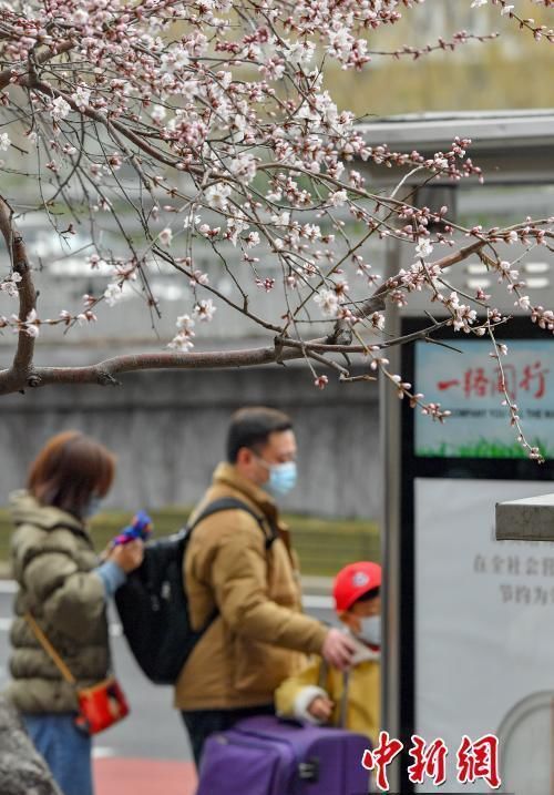 老年|北京街头山桃花开放 吸引市民驻足观赏