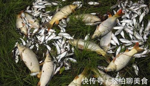 野钓绝杀饵料:鸡蛋的多种用法,别看饵料简单,效果可不一般!