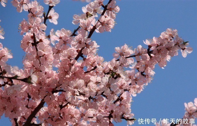 梦境|白居易最难解的一首诗,意境美得令人沉醉,苏轼模仿后成了经典