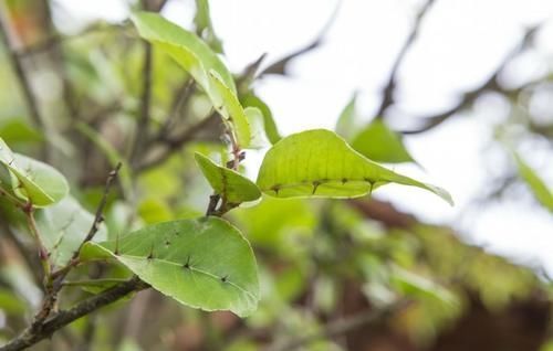 很好辨认的1种藤本植物,别轻易触碰,却是制作盆景的优良素材
