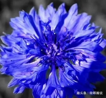 国花|此花宛如美丽的小女孩，被德国尊为国花，象征着美好的幸福