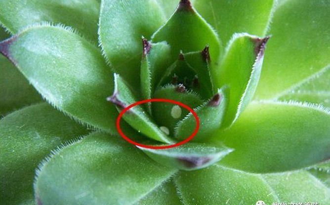 厨房这3样“小东西”,养花比肥好使,养啥爆啥!