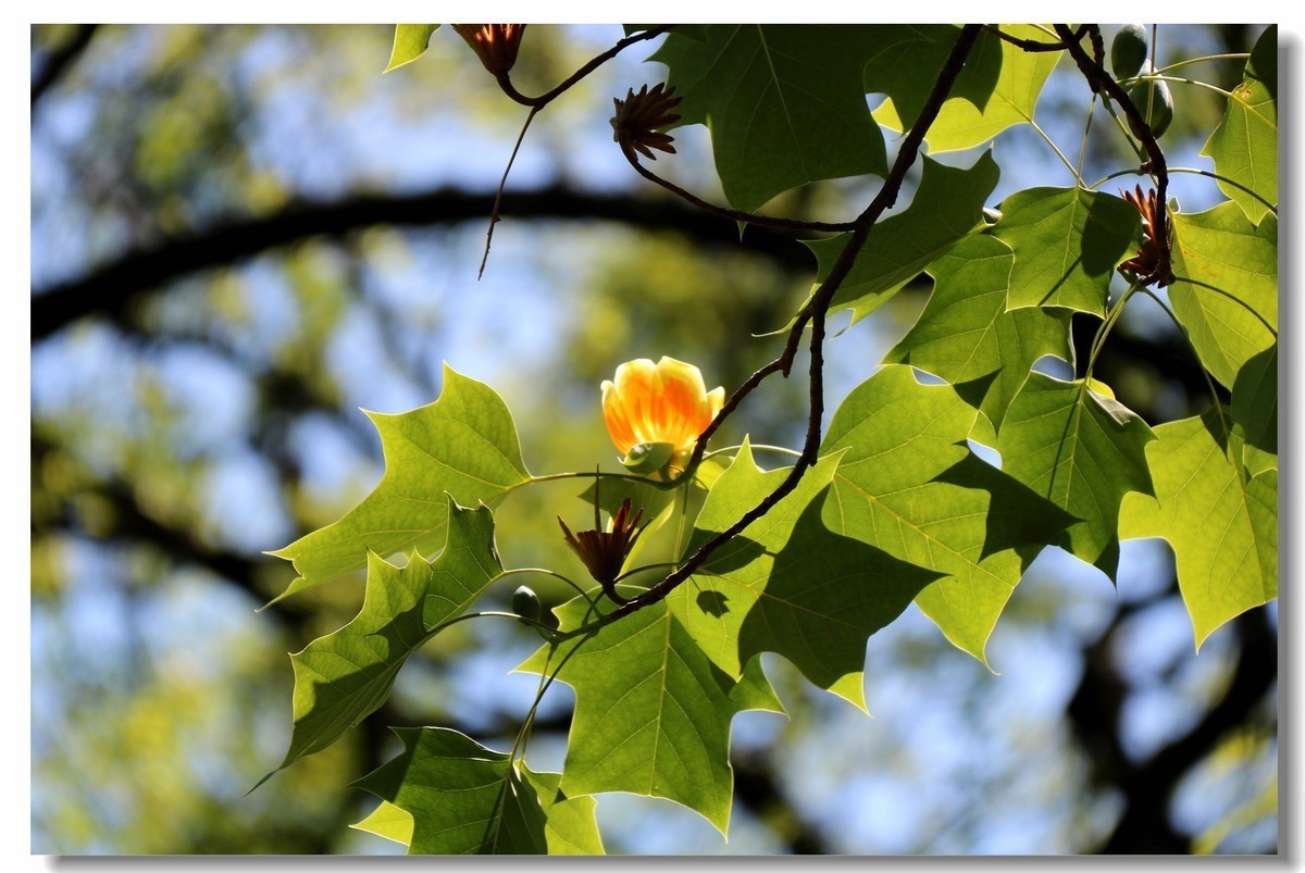 此花为国家二级保护植物,园林观景的头号花卉,具有郁金香树美称