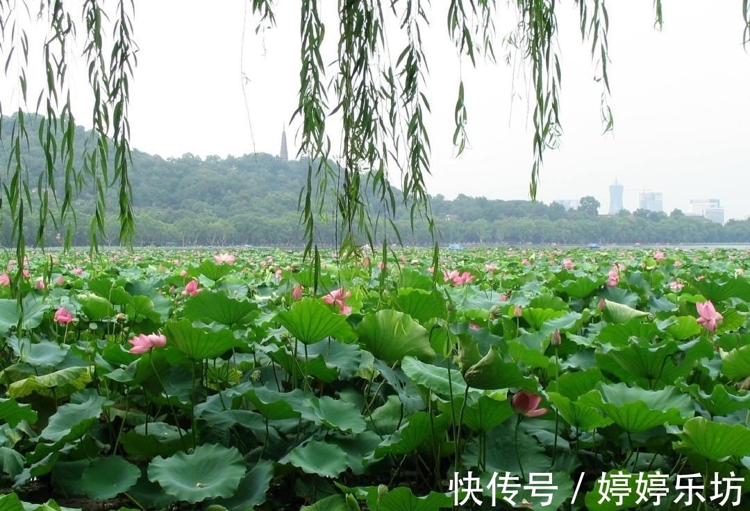 诗人|写荷花高手杨万里，仅用两首七绝，就写尽西湖荷花之美