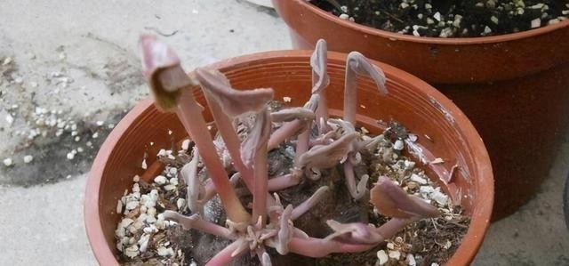 开花|仙客来有“软肋”,绕开3个坑,开花200天,美成花蝴蝶