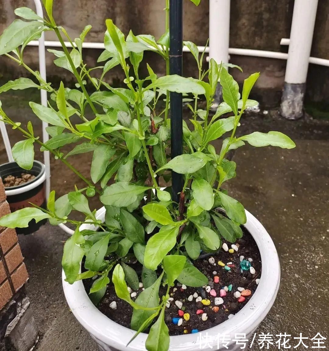 月季|8种花，现在快施肥，秋天开出满树花