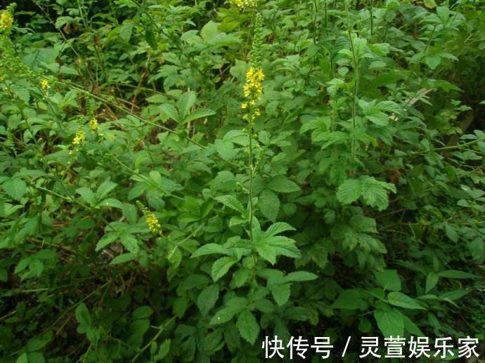 农村|农村这种野草，农民用它熬粥，殊不知它价值珍贵，一斤30元