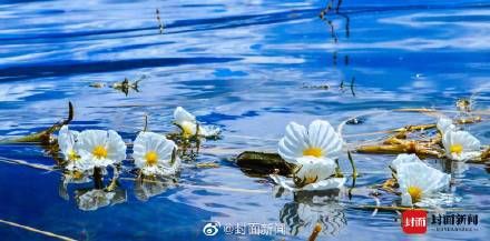 野生植物|泸沽湖的波叶海菜花不是菜 ！吃“国保”野生植物犯法