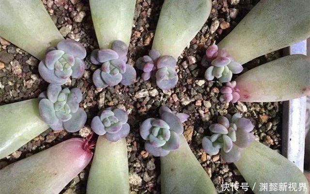 多肉植物|多肉叶插,记住3个小诀窍,生根发芽快,一棵变10棵,一盆变多盆