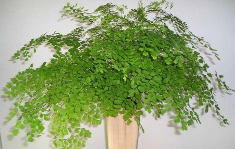 “4种花”养家里,空气1级棒,吸甲醛、杀病菌,枝繁叶茂