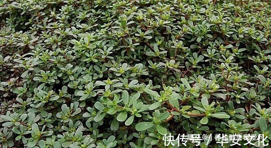 马齿苋|一味马齿苋,12种病症皆可治!痔漏、便血、各种顽疮、癣极痒等!