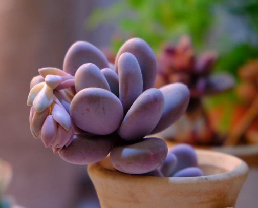 多肉桃美人圆润肥硕,教你养桃美人的3个小妙招,生长旺盛还漂亮