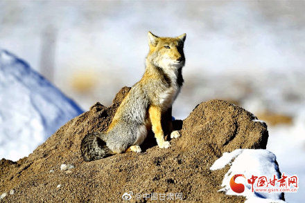 国家公园|野生藏狐“作客”肃北保护区 展露招牌式“迷之微笑”