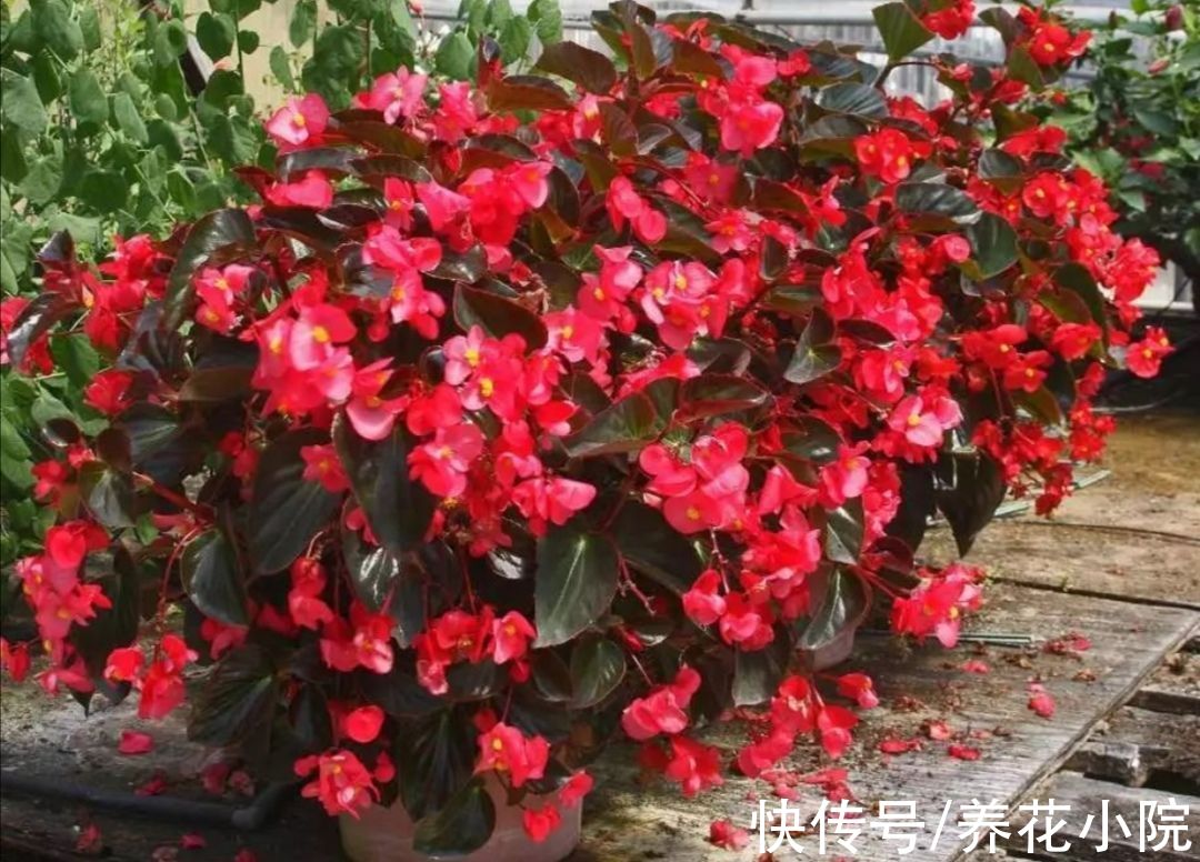 天气变冷,10种花要减少浇水,不然难过冬