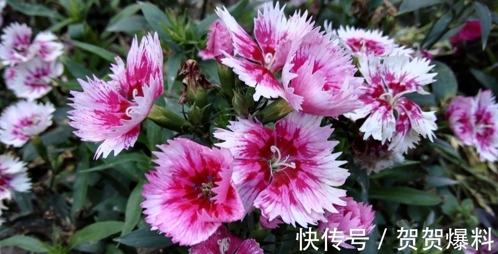 七律!古诗七律:观景常需踏浪行,满城水韵鸟歌声