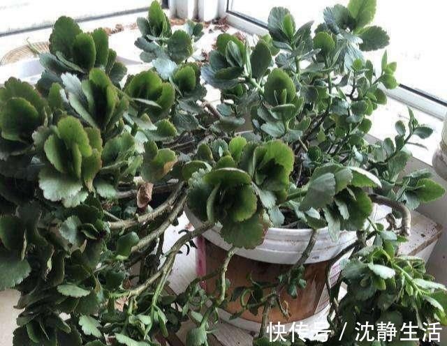 这6种花,夏天要休眠,浇水越多死得越快