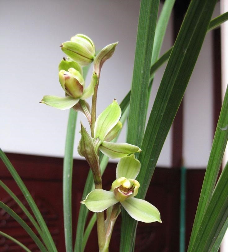 兰花喜欢“三垃圾”,土里埋一点,不烂根猛窜芽,爆出一圈大花苞