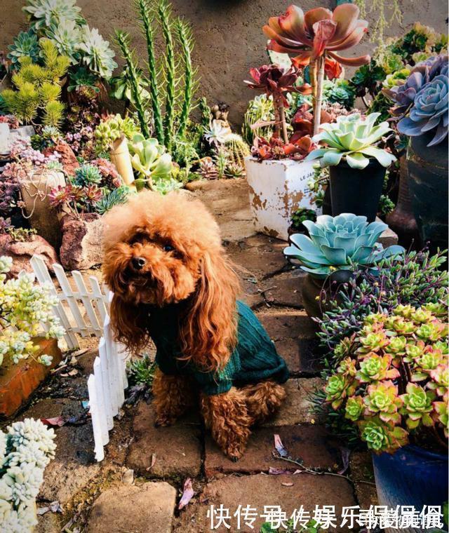 多肉圈|他痴迷养多肉,将500多盆多肉养出“高级感”,大家都夸美如仙境