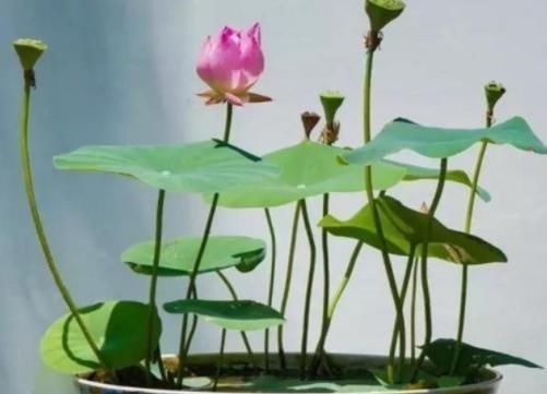 阳台|建议阳台不要塞一大堆花盆了瞧瞧下图这布置,高级美观不占地