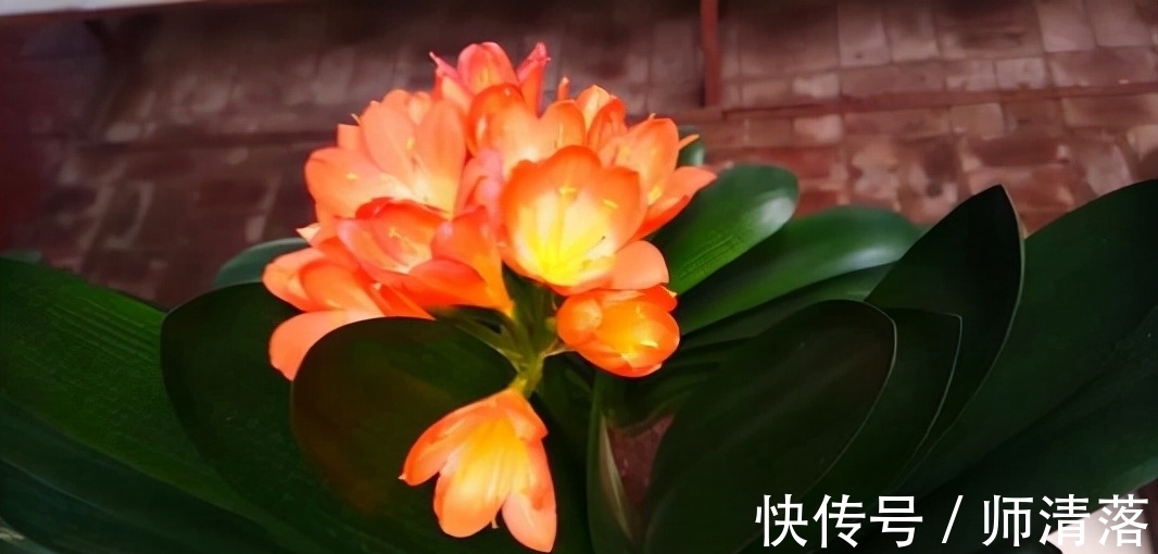 温差|想要君子兰在12月能孕蕾开花,做好这几件事,天冷就能蹿花箭