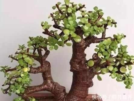 修剪|金枝玉叶长势慢,果断“剪一刀”再饿三天,“猛窜芽”变繁花老桩