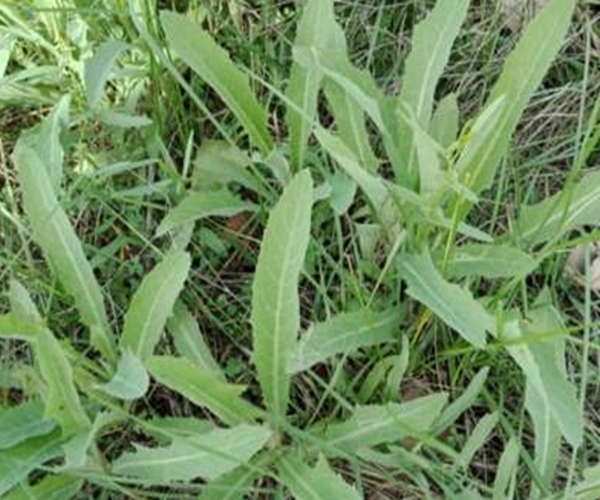 救命草|农村的这一种“救命草”，以前被人嫌弃，殊不知竟竟是养生良药！