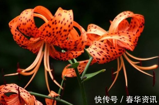 新手养卷丹百合,厨房弄点“它”,一分钱不用,盆盆“花儿爆”